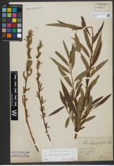 Foto von Salix triandra L. x Salix viminalis L.